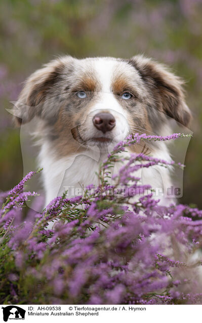 Miniature Australian Shepherd / Miniature Australian Shepherd / AH-09538