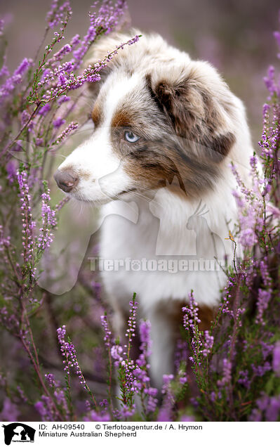 Miniature Australian Shepherd / Miniature Australian Shepherd / AH-09540