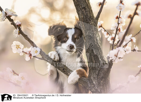 Miniature Australian Shepherd / Miniature Australian Shepherd / DH-03921