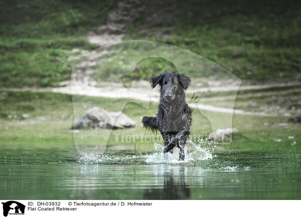 Flat Coated Retriever / Flat Coated Retriever / DH-03932