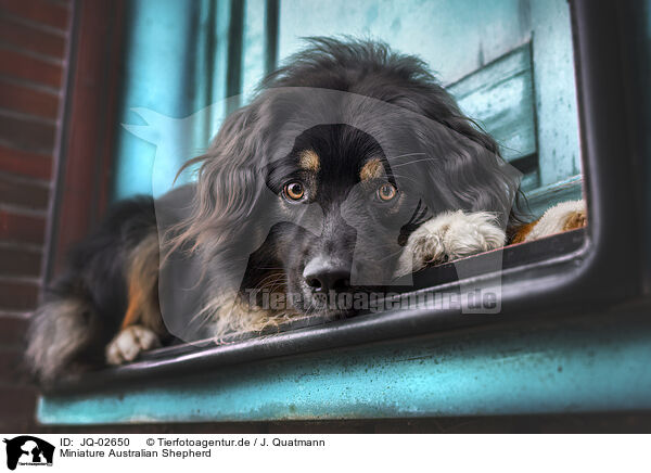 Miniature Australian Shepherd / Miniature Australian Shepherd / JQ-02650