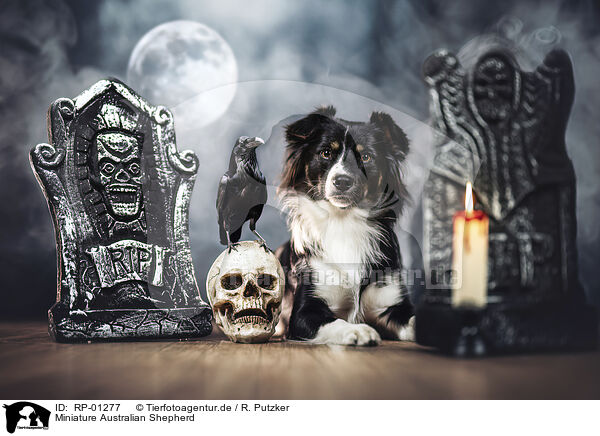 Miniature Australian Shepherd / Miniature Australian Shepherd / RP-01277