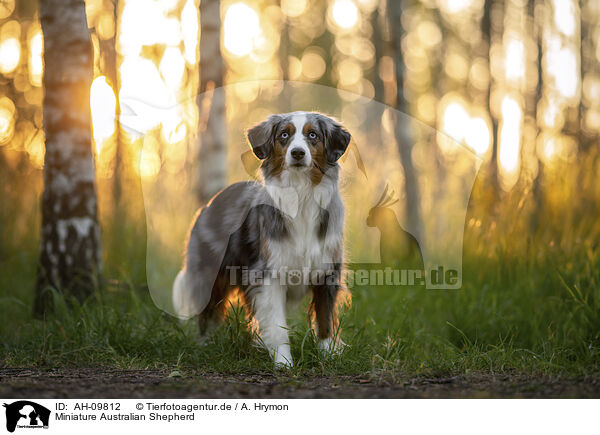 Miniature Australian Shepherd / Miniature Australian Shepherd / AH-09812