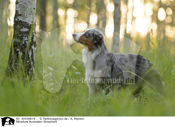 Miniature Australian Shepherd / Miniature Australian Shepherd / AH-09814