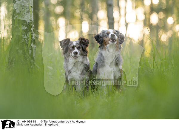Miniature Australian Shepherd / Miniature Australian Shepherd / AH-09818
