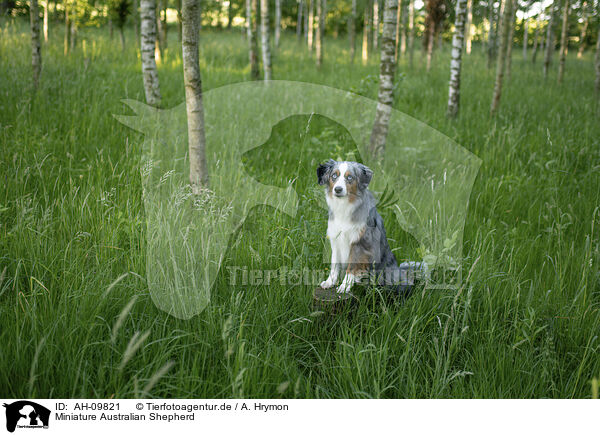 Miniature Australian Shepherd / Miniature Australian Shepherd / AH-09821