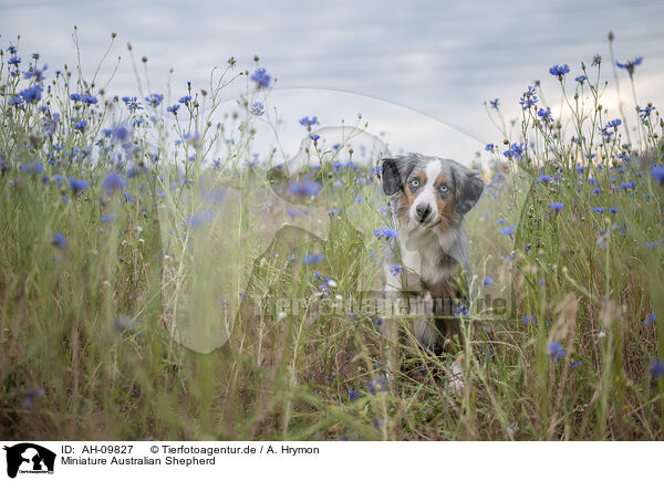 Miniature Australian Shepherd / Miniature Australian Shepherd / AH-09827