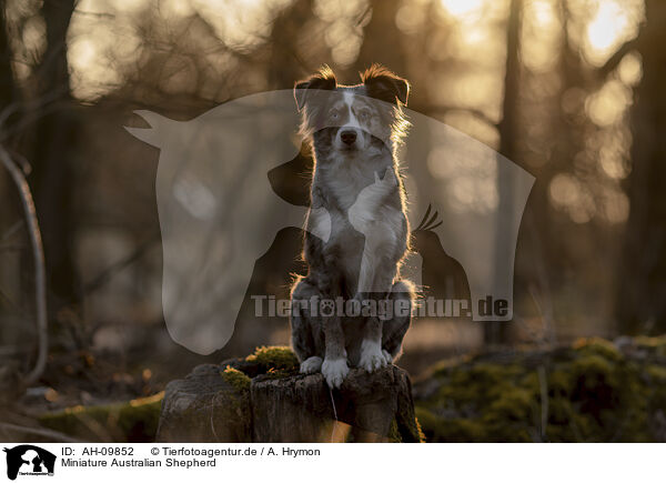 Miniature Australian Shepherd / Miniature Australian Shepherd / AH-09852