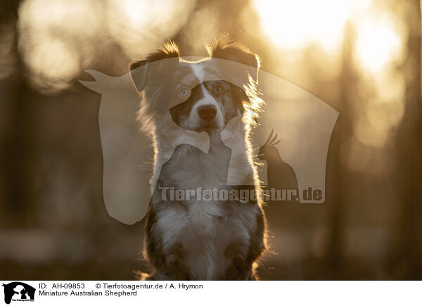 Miniature Australian Shepherd / Miniature Australian Shepherd / AH-09853
