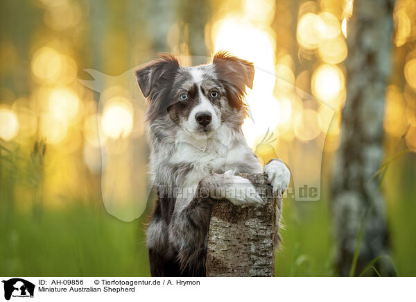 Miniature Australian Shepherd / Miniature Australian Shepherd / AH-09856