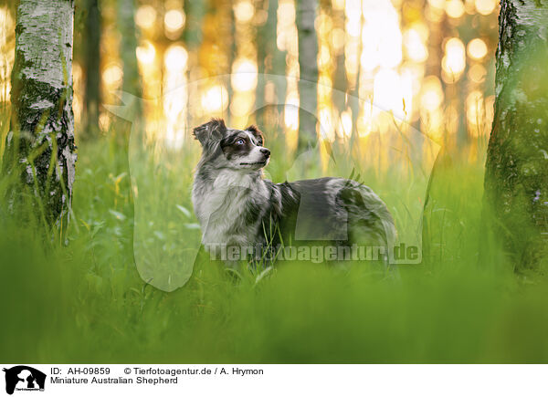 Miniature Australian Shepherd / Miniature Australian Shepherd / AH-09859