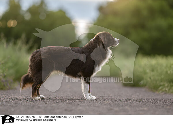 Miniature Australian Shepherd / Miniature Australian Shepherd / AH-09875