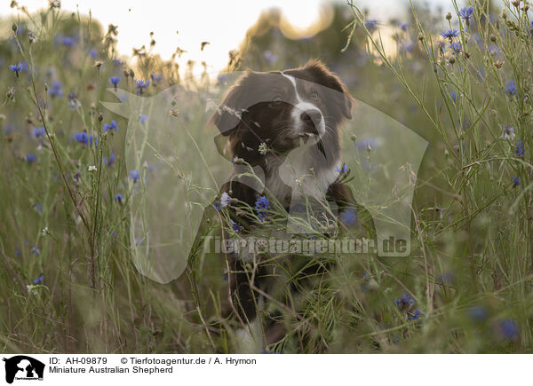 Miniature Australian Shepherd / Miniature Australian Shepherd / AH-09879