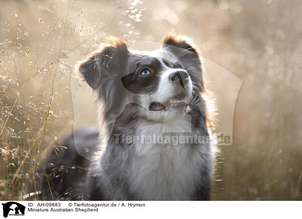 Miniature Australian Shepherd / Miniature Australian Shepherd / AH-09883