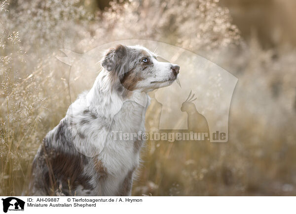 Miniature Australian Shepherd / Miniature Australian Shepherd / AH-09887