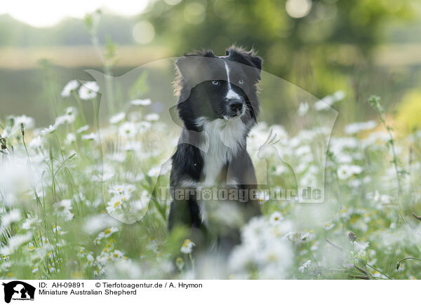 Miniature Australian Shepherd / Miniature Australian Shepherd / AH-09891
