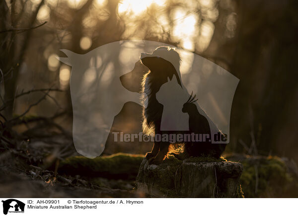 Miniature Australian Shepherd / Miniature Australian Shepherd / AH-09901