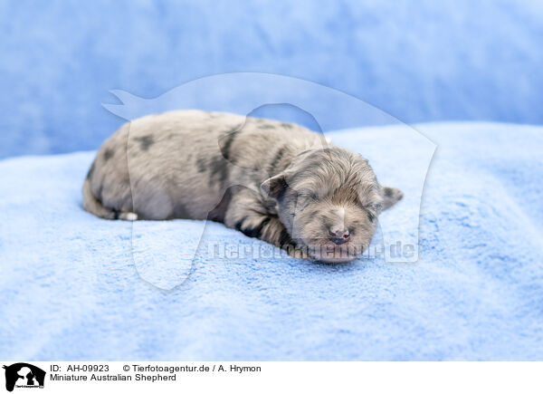 Miniature Australian Shepherd / Miniature Australian Shepherd / AH-09923