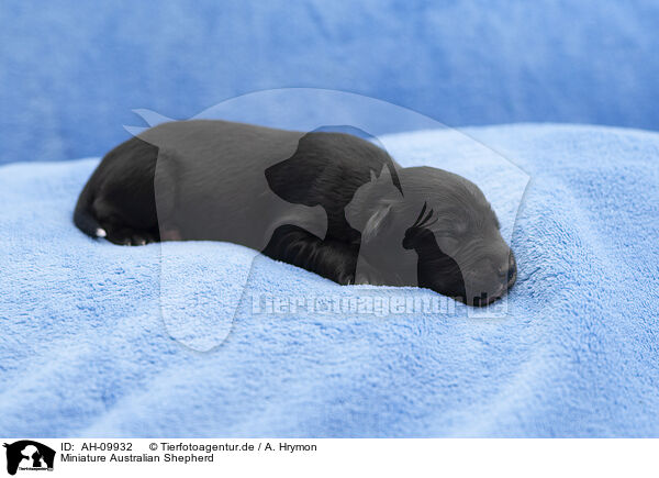 Miniature Australian Shepherd / Miniature Australian Shepherd / AH-09932