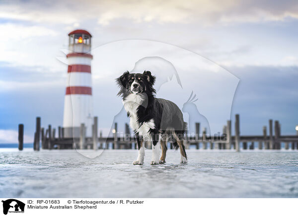 Miniature Australian Shepherd / Miniature Australian Shepherd / RP-01683