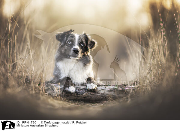 Miniature Australian Shepherd / Miniature Australian Shepherd / RP-01720