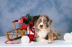 Miniature Australian Shepherd an Weihnachten