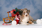 Miniature Australian Shepherd an Weihnachten