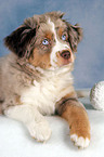 junger Miniature Australian Shepherd