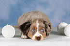 junger Miniature Australian Shepherd