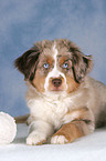 junger Miniature Australian Shepherd