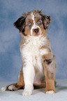 junger Miniature Australian Shepherd