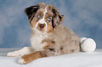 junger Miniature Australian Shepherd