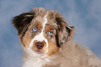 junger Miniature Australian Shepherd