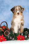 Miniature Australian Shepherd an Weihnachten