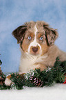 Miniature Australian Shepherd an Weihnachten