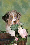 junger Miniature Australian Shepherd