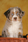 junger Miniature Australian Shepherd