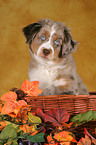 junger Miniature Australian Shepherd