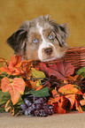 junger Miniature Australian Shepherd