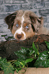 junger Miniature Australian Shepherd