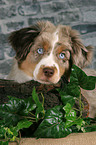 junger Miniature Australian Shepherd