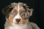 junger Miniature Australian Shepherd