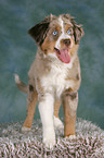 junger Miniature Australian Shepherd