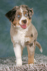 junger Miniature Australian Shepherd