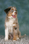 junger Miniature Australian Shepherd