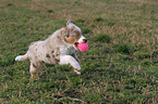 spielender Miniature Australian Shepherd