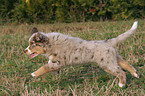 rennender Miniature Australian Shepherd