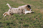 springender Miniature Australian Shepherd