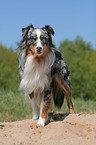 Miniature Australian Shepherd