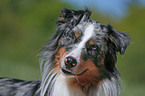 Miniature Australian Shepherd